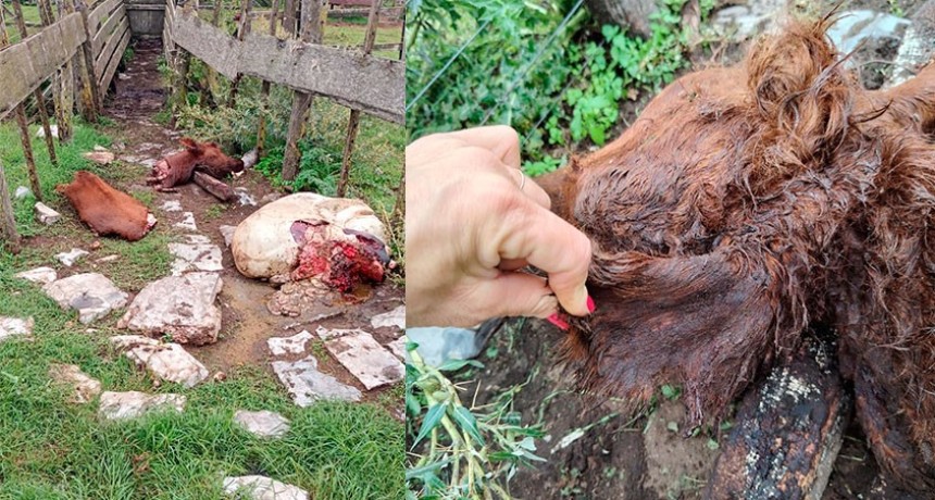 Unzu&eacute;: faenaron una ternera Angus Colorada de unos doscientos kilos 