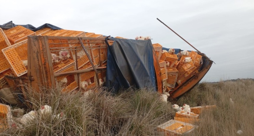 Ruta Nacional 226: Volc&oacute; un acoplado cargado de gallinas y hubo que transbordar la carga 
