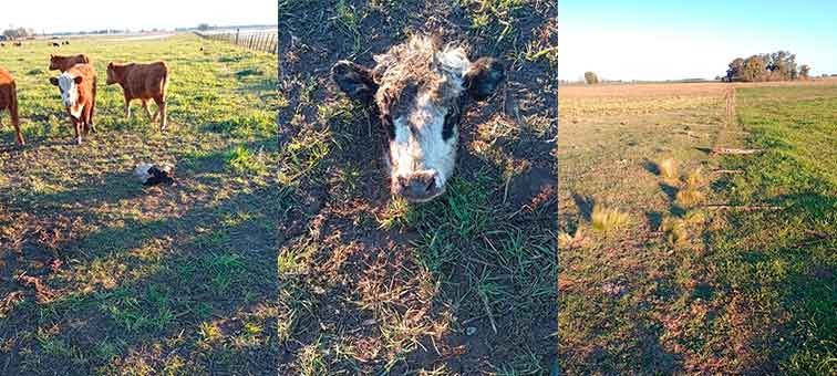 Un productor agropecuario pide mayor presencia de la Policía para prevenir Abigeatos que le han sucedido en su campo