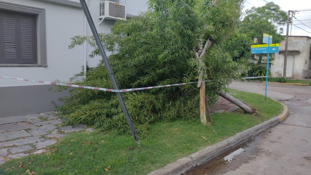 Alertan a vecinos que circulen por Viamonte y Rafael Hernández, tras la caída de un árbol