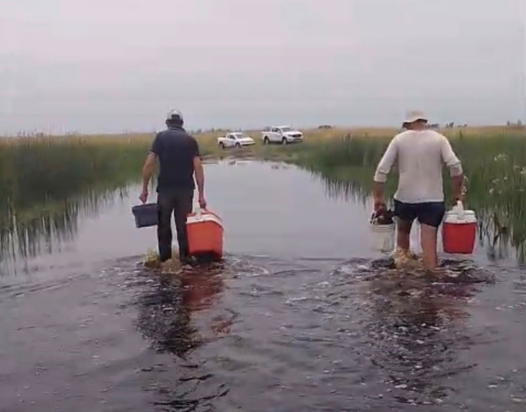 Últimos días para completar la vacunación Antiaftosa, un paso clave para proteger la producción ganadera
