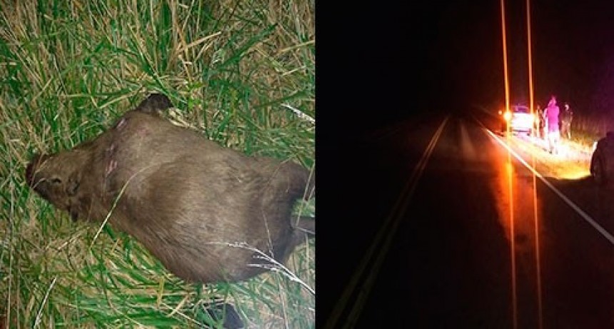 Ruta 226: Un despiste a la ma&ntilde;ana y un capincho a la noche