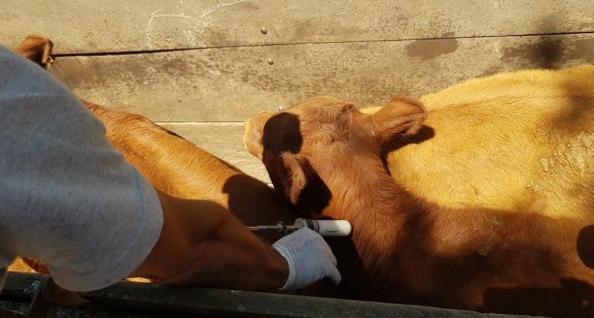 Primera campaña anual de vacunación contra la fiebre aftosa y la brucelosis