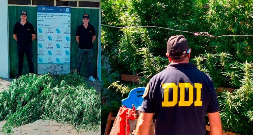 Parte de prensa: la Sub DDI Bolívar allanó un domicilio y secuestró plantas de marihuana de más de tres metros de altura