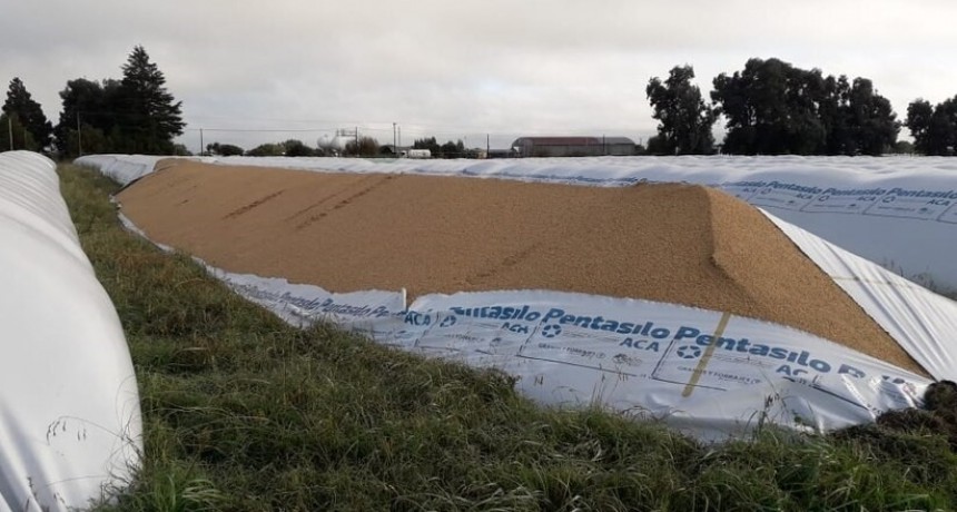 En la Cooperativa Agropecuaria, entraron a la planta y rompieron tres silobolsas de trigo de 200 toneladas cada uno y uno de soja de 180 toneladas