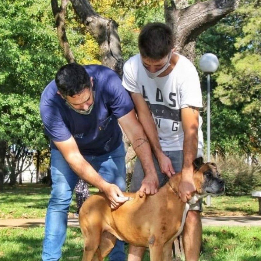 Tenencia responsable, una campa&ntilde;a de la Direcci&oacute;n de Zoon&oacute;sis