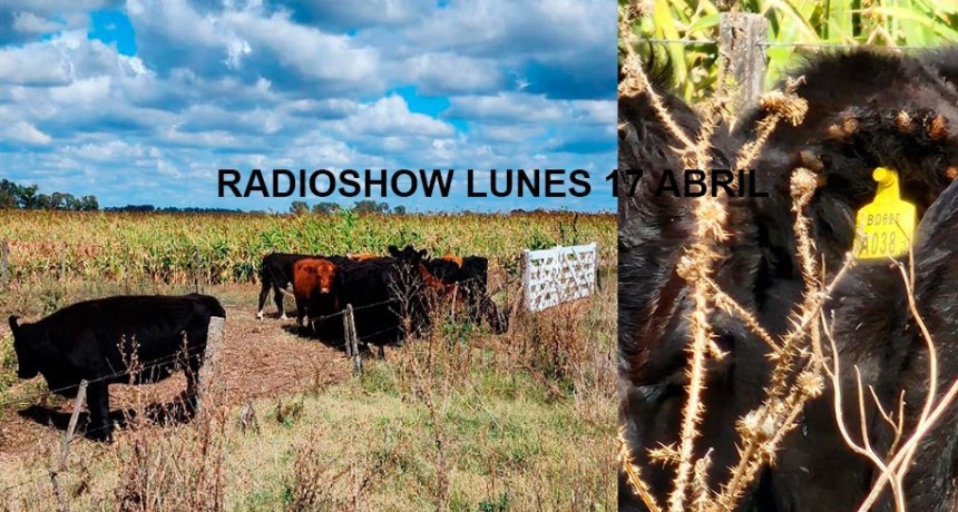 El Comando de Prevención Rural logró hallar las 17 vacas y vaquillonas preñadas que se buscaban intensamente desde el jueves