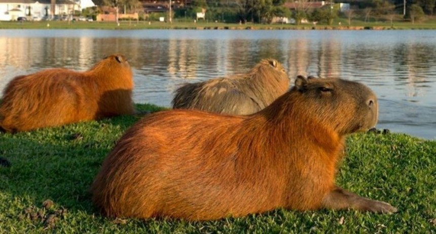 Carpinchos: Scioli anunció la aplicación de vacunas anticonceptivas