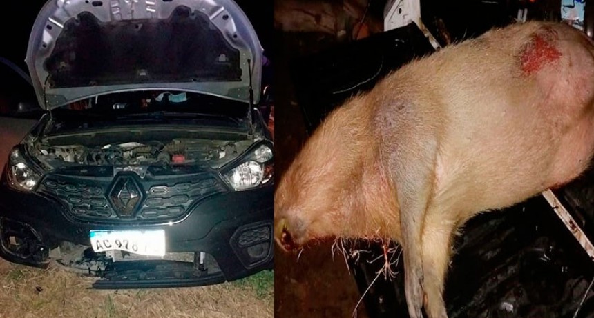 Otra vez un conductor impactó contra un carpincho