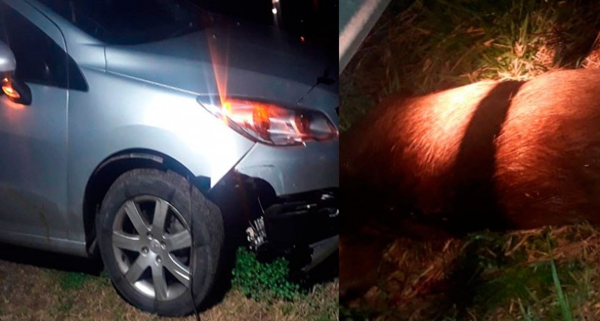 Ruta 226: Una familia de Bol&iacute;var impact&oacute; con su auto contra un carpincho