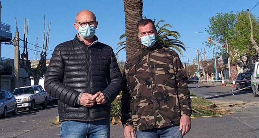 Se realizan importantes trabajos de poda de palmeras en avenidas de la ciudad 