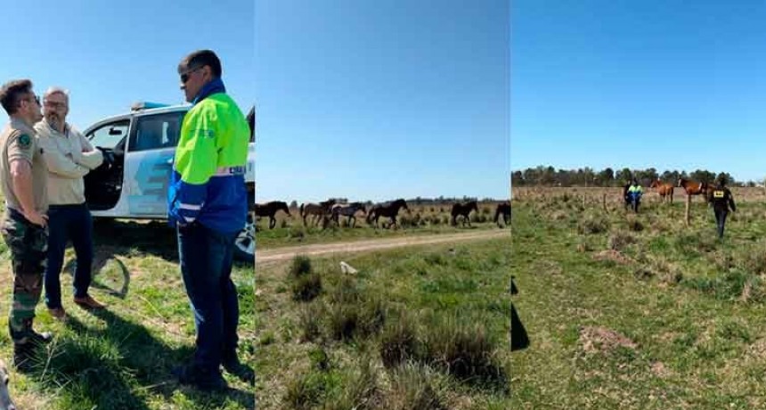 Se secuestraron 11 Equinos en la vía pública en el marco de un operativo