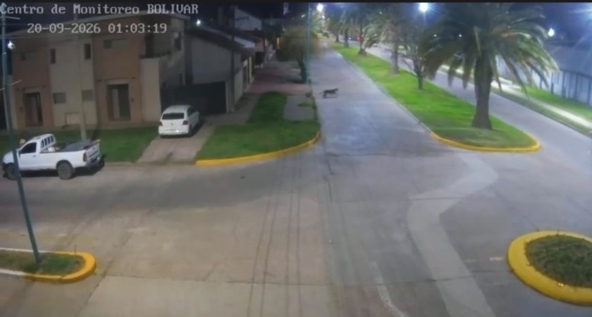 Confirmado: detectaron un Puma en la ciudad, las c&aacute;maras del Centro de Monitoreo Municipal, en la zona de la Escuela T&eacute;cnica y Estadio Municipal