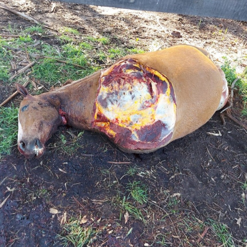 Faenaron una yegua mansa de andar en “La Protectora”