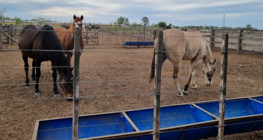 Secuestraron animales que estaban en la vía pública
