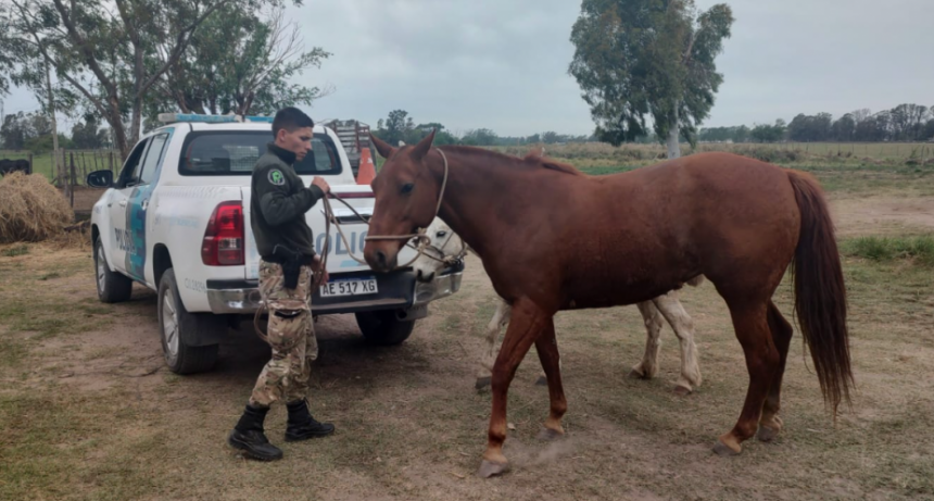 Por animales sueltos en la Vía Pública: Nuevo operativo de actuación y secuestro de equinos 