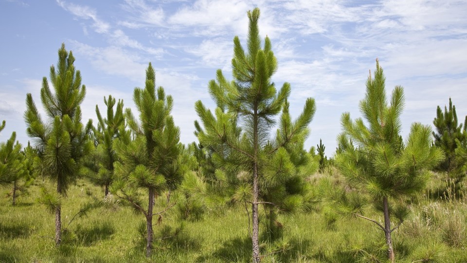 Acciones de prevención para evitar el ingreso de Sirex obesus que afecta a los pinos