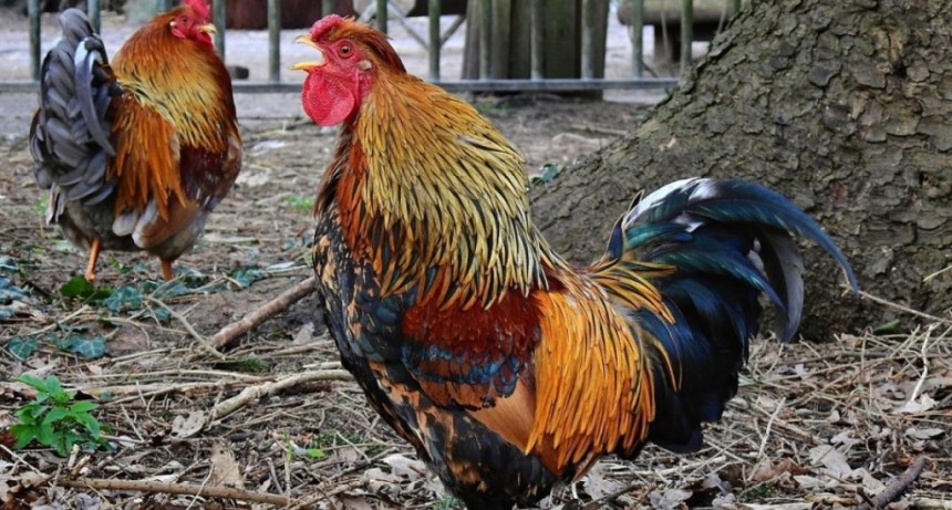 Se detectó un caso de influenza aviar en aves de traspatio de la provincia de Buenos Aires