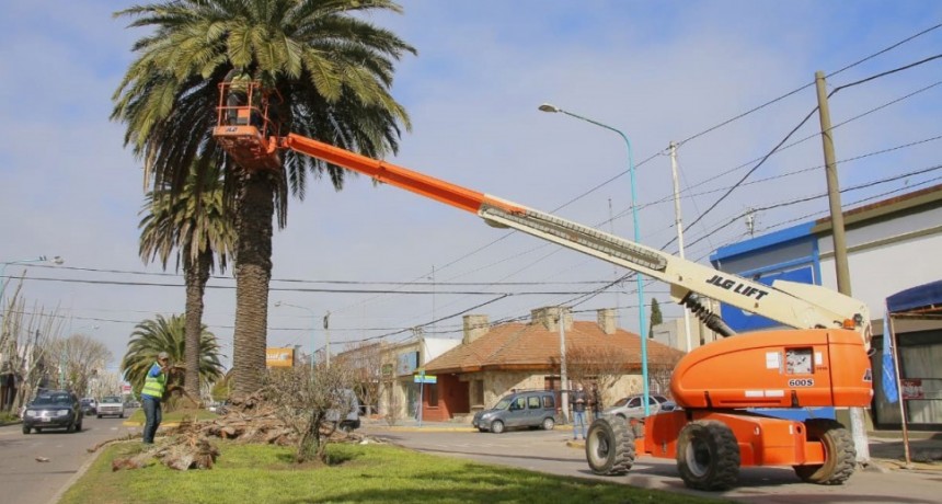 La Secretaria de Espacios Públicos y Ambientes finalizó con la poda de palmeras