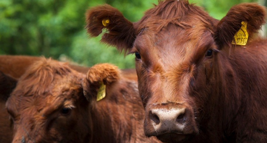 Recomendaciones para evitar el estrés térmico en los animales durante la época estival