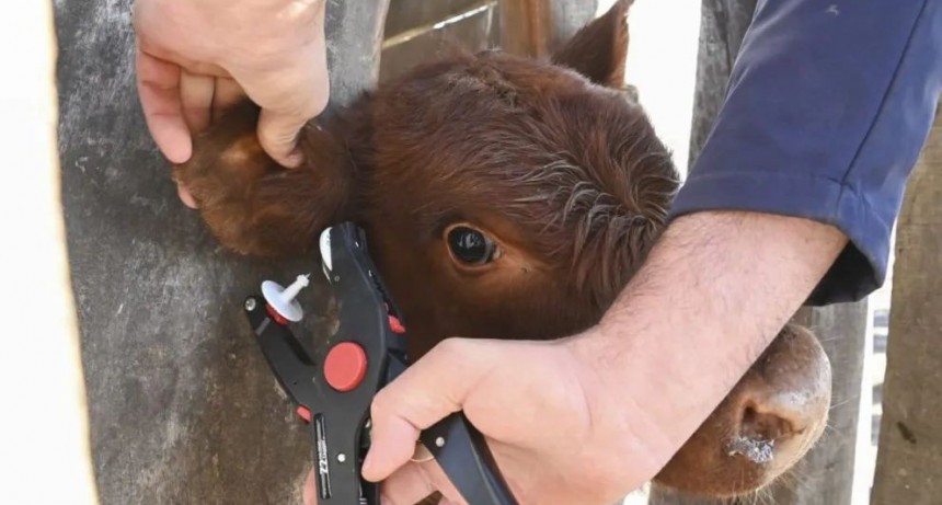 Capacitación sobre identificación electrónica y nuevas herramientas para el rodeo