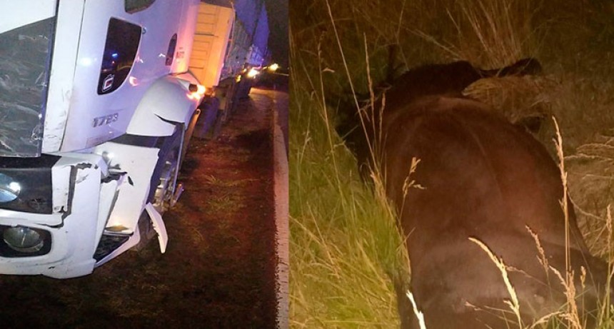 Un camión embistió a un equino sobre la ruta