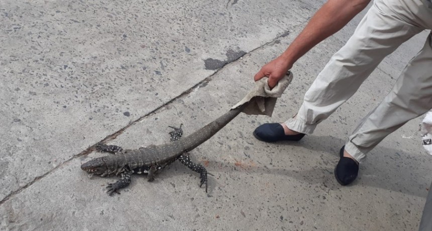 Hallaron un lagarto overo en un campo de Bolívar